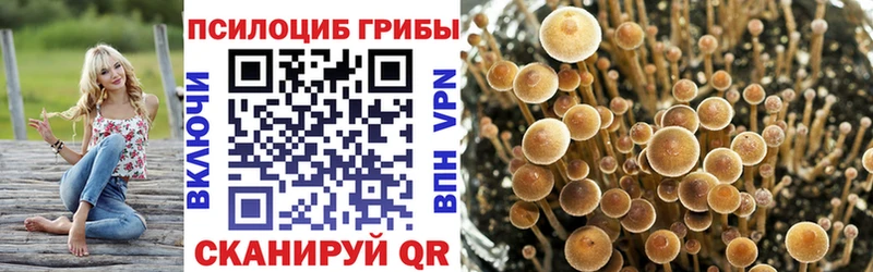 Купить закладки  Андреаполь  Псилоцибиновые грибы Psilocybine cubensis 